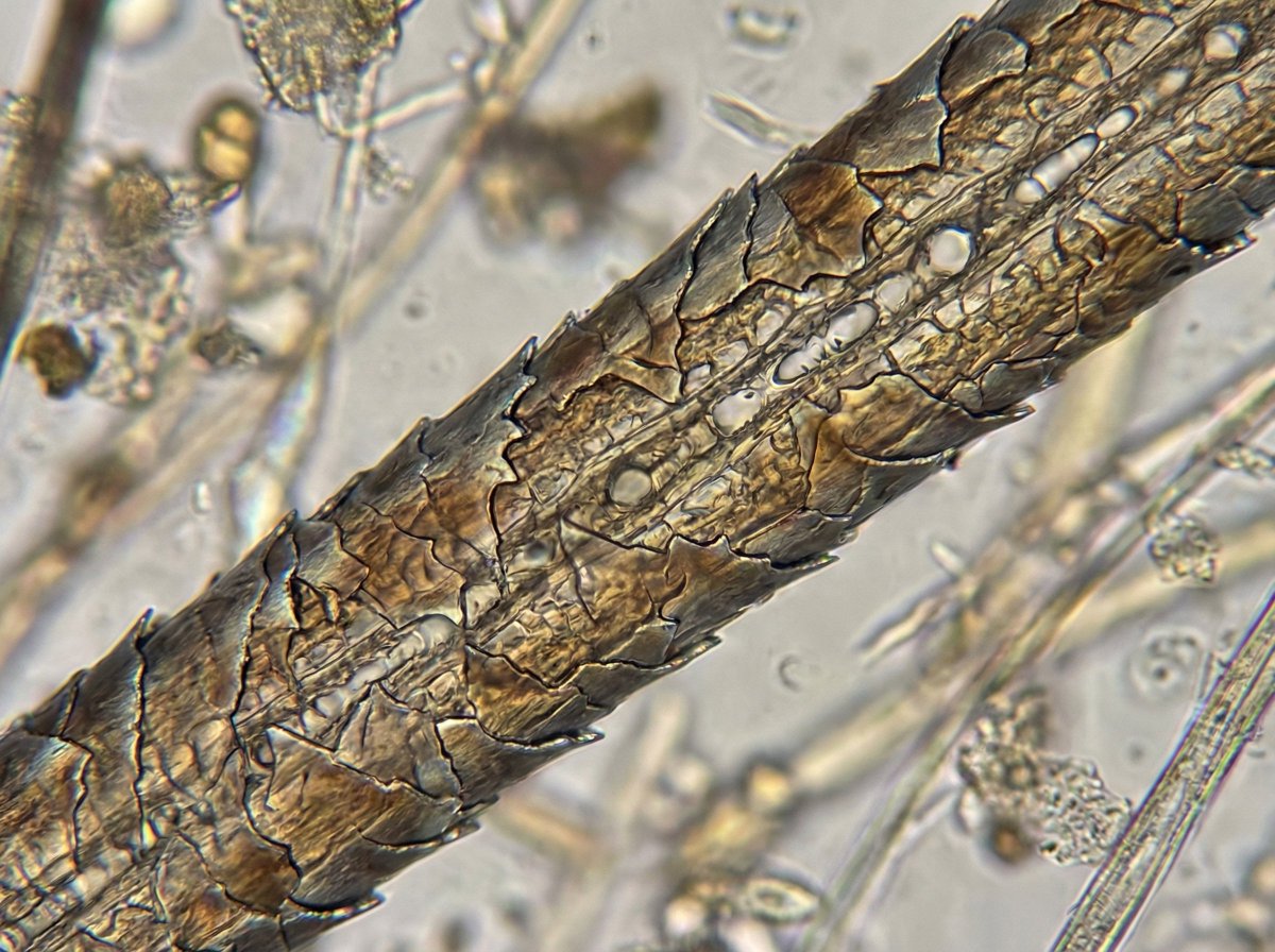 主题的微观视图 - Image 1