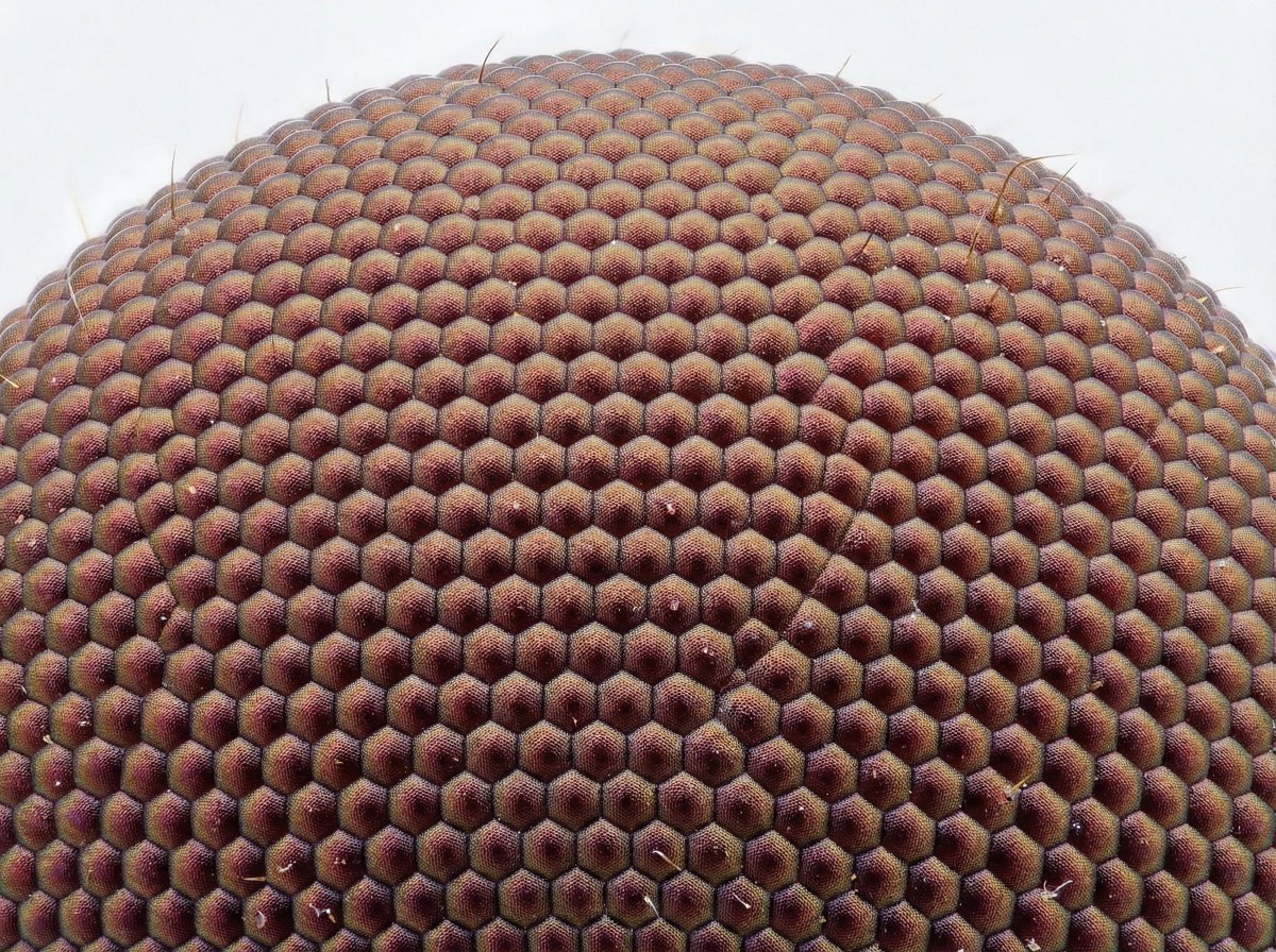 主题的微观视图 - Image 3